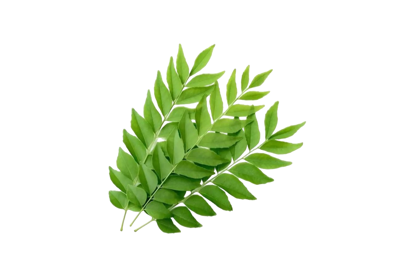CURRY LEAVES